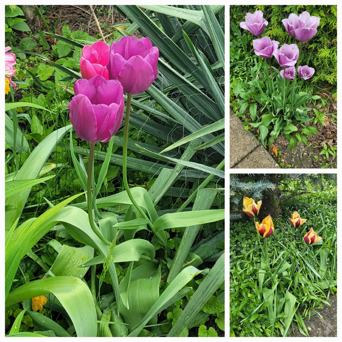 Good afternoon, evening and night to all friends and followers ☔️🌹🕊🌹☔️ The tulip season in my garden is almost over. Here are the late season ones💙🌷⚘️🌷💙