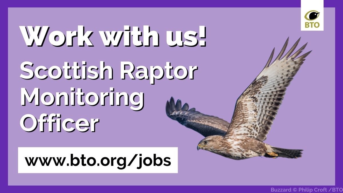 Job alert! 📢 We’re seeking a people-person who is keen to share their passion for raptors to support the Scottish Raptor Monitoring Scheme. For the full job description and to apply visit 👉 bit.ly/3WyhdEK 📝Deadline: Friday 24th May @BTO_Scotland