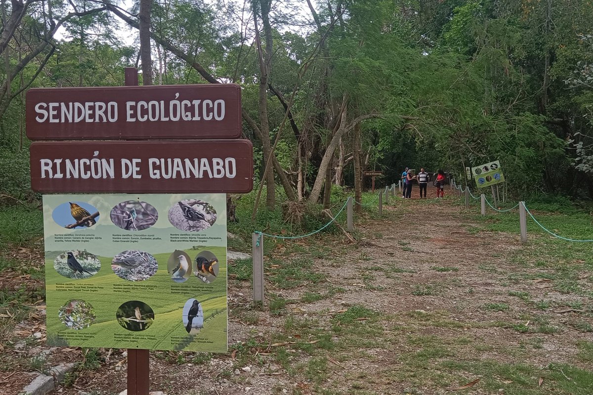 Área protegida en capital de #Cuba recupera valores naturales. Varios proyectos en curso en el Paisaje Natural Protegido Rincón de Guanabo, en la costa este de La Habana, contribuyen al rescate de su #flora y la conservación de su #fauna.👉🏼shre.ink/8sQ0 #medioambiente