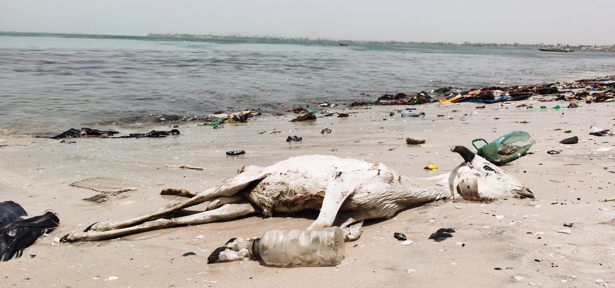 khaliljuuf's tweet photo. Nous avons effectué moi et mon camarade @Syllanormal de formation en #photojournalisme, un tour à la #BaieDeHann. Cette baie longtemps considérée comme l'une des plus belles d'Afrique, connaît une dégradation avancée à cause du rejet direct déffluents industriels et domestiques.. https://t.co/1beMXkgQqz