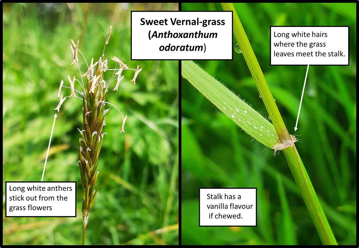 The warm, wet weather this week is bringing on the grasses in the meadows of the Dales 🌧️ Sweet Vernal-grass is one of the first to bloom. The grass flowers have long white anthers, and the stalk has a distinct vanilla flavour if chewed. Keep a look out in your lawn! #NoMowMay