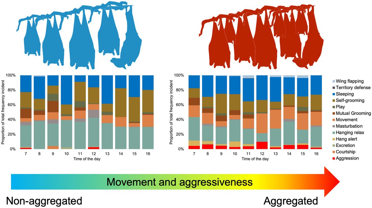 The behavioural costs of overcrowding for gregarious cave‐dwelling bats dlvr.it/T6t1WL @AnimalEcology