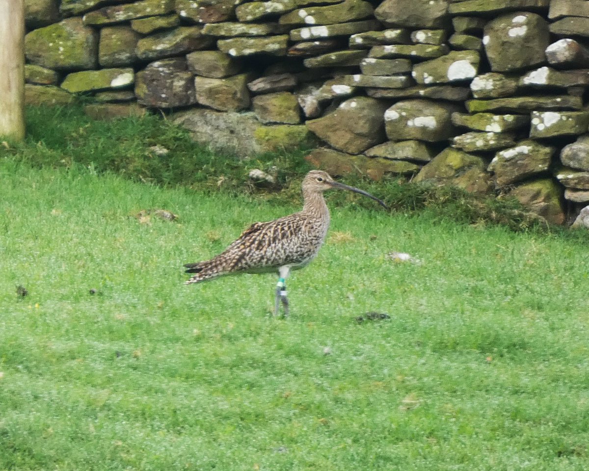 One of our wader surveyors recently spotted Carrot, one of the tagged Curlew, on her breeding grounds in Wensleydale. She was identified by @_BTO staff using the unique combination of colour rings on her legs.

See how to report a colour-ringed Curlew:
yorkshiredales.org.uk/about/wildlife…