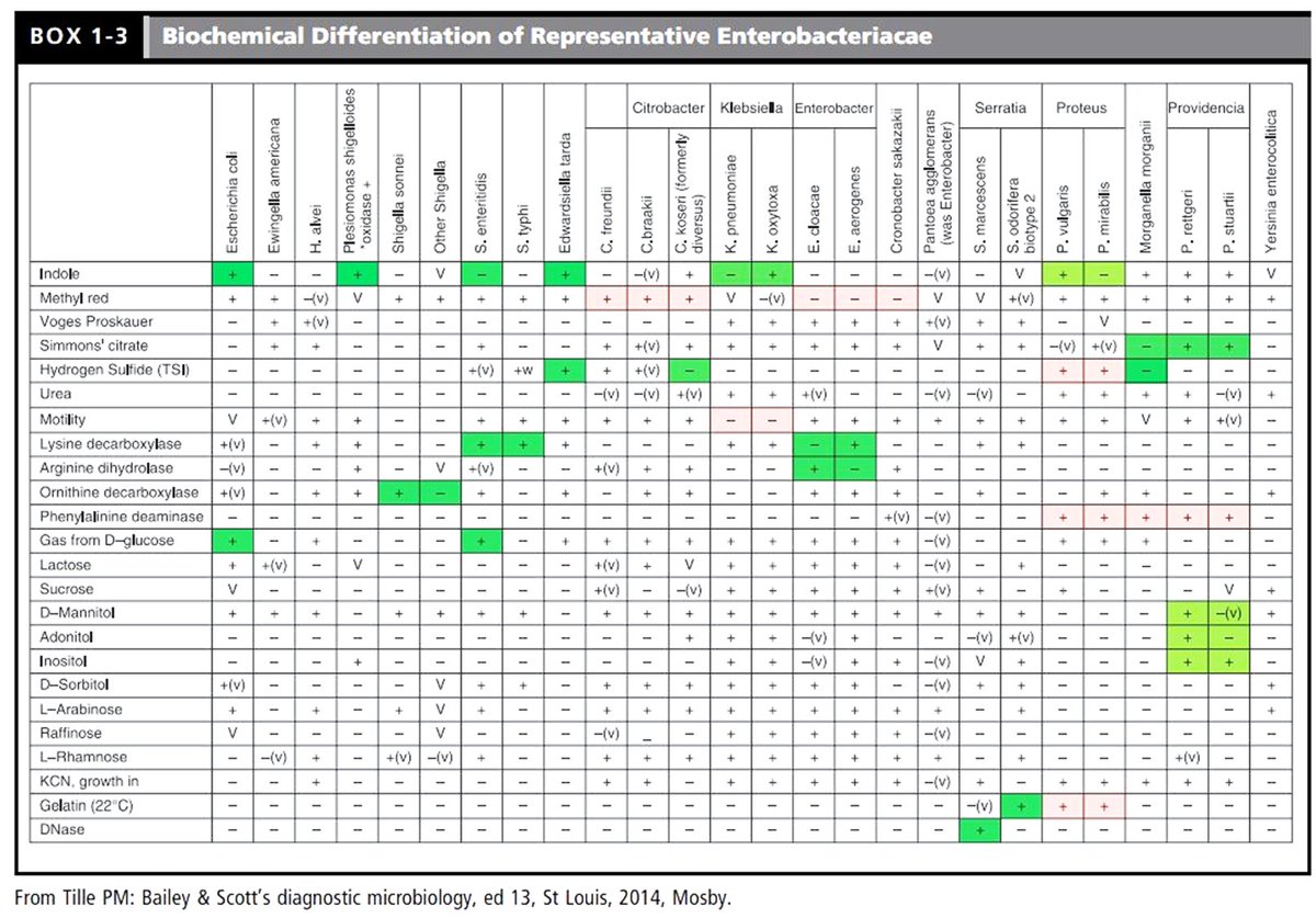 🟢Biochemical Differentiation of Enterobacteriaceae

Para po sa mga mahilig sa mga table 😅

Source: Elsevier