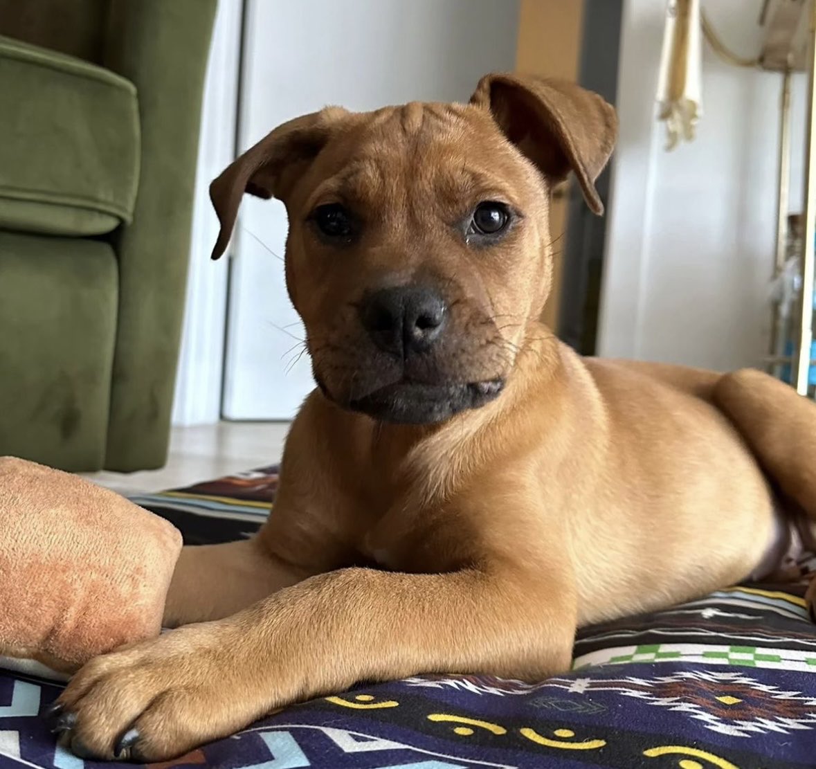 Gaspie is our 3 month old female pup! 💗🐾 DM us to adopt any of our available pets!#AnimalLoversRescue #rescuestory #animalrescue #adoptdontshop #rescue #animals #animallovers #animalsanctuary #animalrights #dogs #cats #rescuedog #kittenrescue #fosteringsaveslives #adoptme