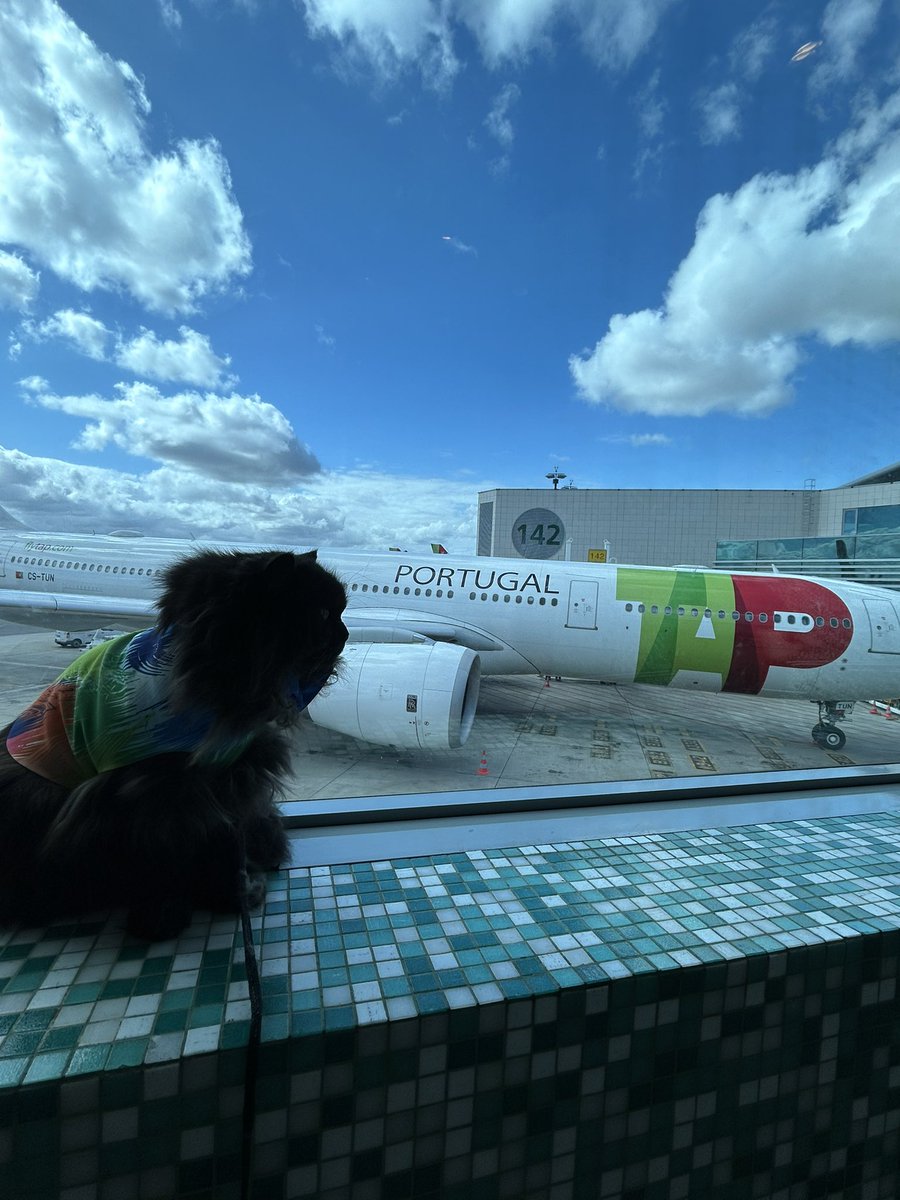 meow_london's tweet image. Pawtugal 🇵🇹

@tapairportugal is a pet friendly airline and they take me to visit grandpaw!

#cat #cattravel #petfriendly #pettravel #pawtugal #coolcats #meowlidays #catlifestyle