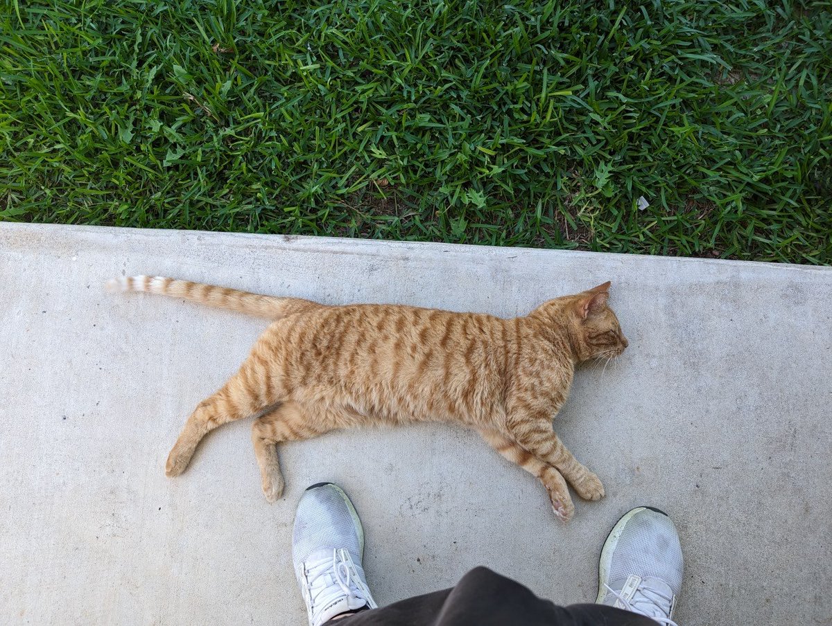 Day 78 of 100 ☑️ 
Mile and a half  done then got the yard lookin' good after 
Also had a visitor in the back yard 
#weightlossjourney #100daysofwalking #healthscape