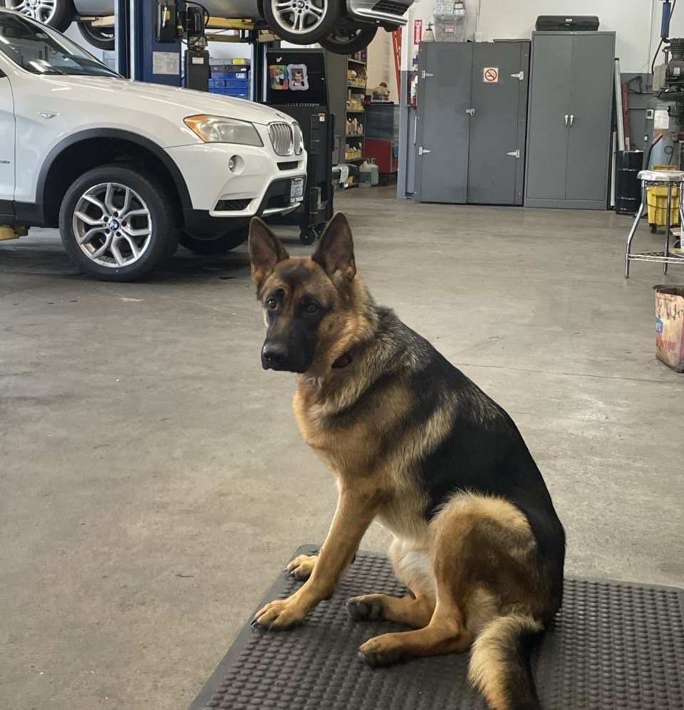 Ivy making sure your vehicle is getting the best service possible.
#washington #pnw #pacificnorthwest #autorepair #seattle #shoplocalseattle  #seattlebusiness #supportseattlesmallbiz #washingtonsmallbusiness #dog #dogsofinstagram #dogs #dogstagram #instadog #doglover