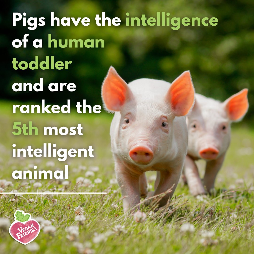 Did you know this? Pigs are sentient creatures too and they are also so intelligent! 💚⁠🐷
⁠
Share your love for these little piggies in the comments! 🌱
