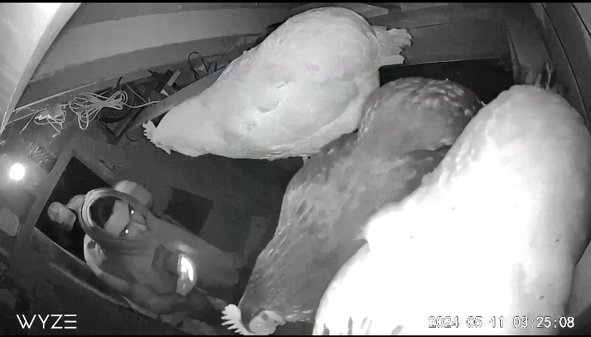 nvanrcmp's tweet photo. Have you seen Snowflake?
#NorthVan RCMP are investigating a theft of a chicken named “Snowflake”. The below suspects were seen on CCTV snatching Snowflake in the early morning hours of May 11th. Anyone with info is asked to call us at 604-985-1311 and quote file # 24-9290. 

Link to release: https://t.co/kflBwaKLv3