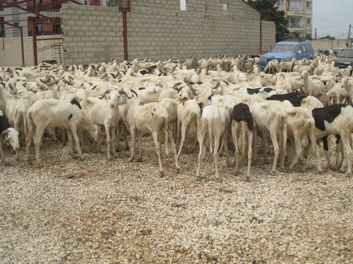 Tabaski 2024: Les besoins en moutons sont estimés à 810.000 têtes au Sénégal
Le Premier ministre Ousmane Sonko a rappelé que les besoins en moutons pour la Tabaski 2024 sont estimés à 810.000 têtes. Des dispositions sont prises pour un approvisionnement correct du marché national