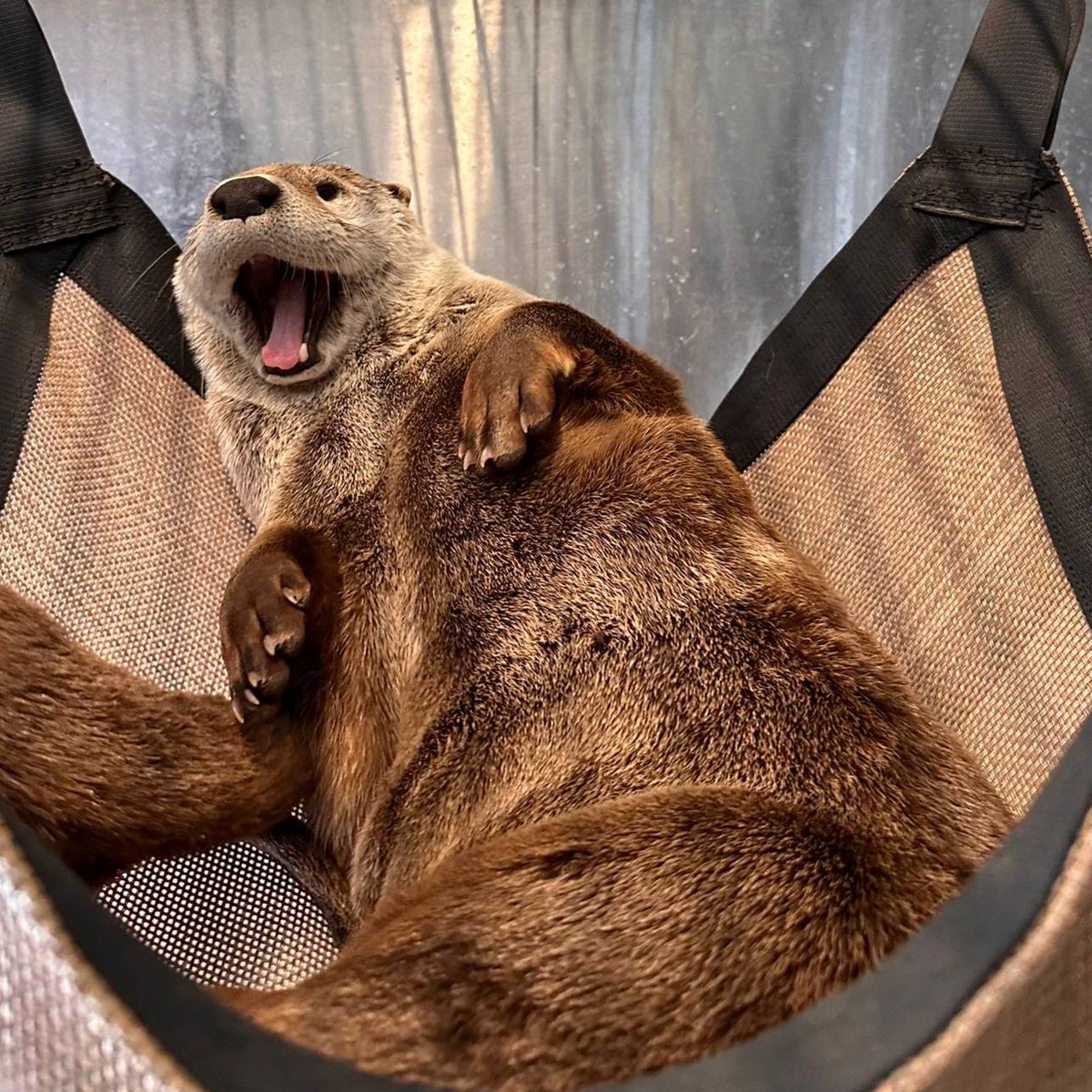 It's time to say bon voyage to female North American river otter, ‘Maybelle’! 👏 She is heading off to another accredited zoo to start a new adventure. 🦦 This week is your last chance to visit Maybelle, so be sure to stop by to bid her adieu before she departs! #YourZooYYC