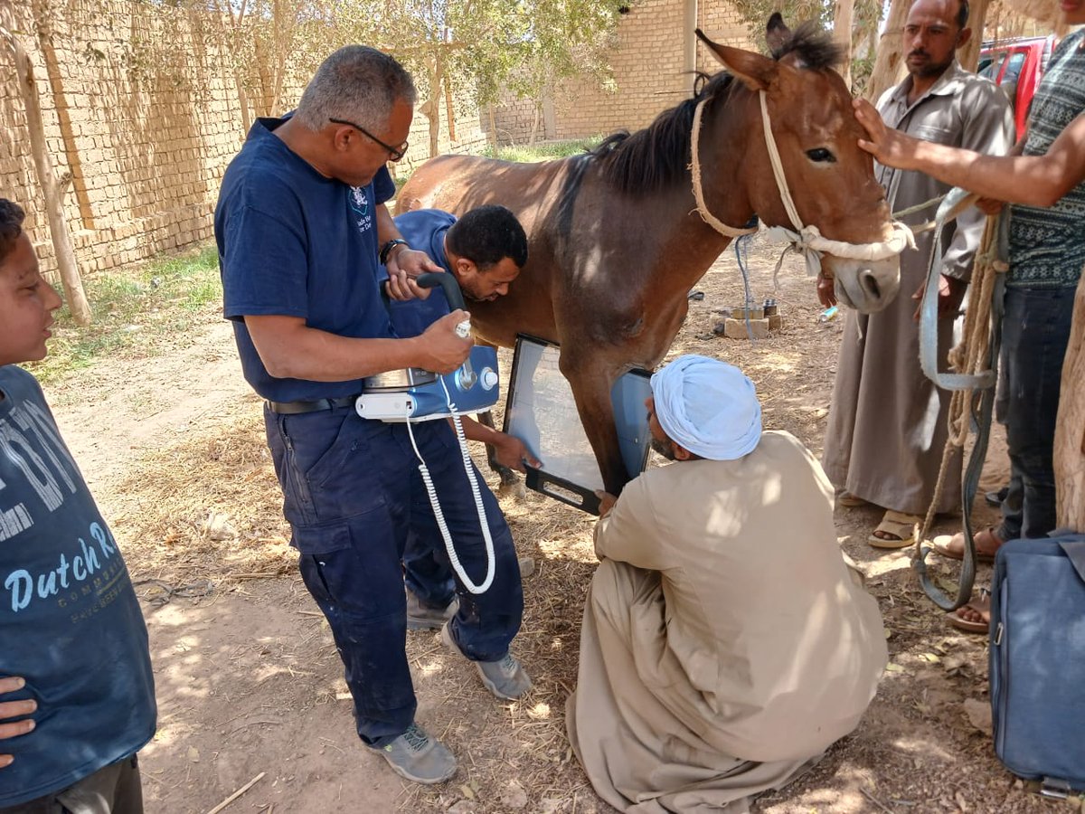 💔 Brutal sun. Crushing loads. El-Saf brick kiln working donkeys & mules in Egypt do deserve better. ⛑️🩺 Vet, Dr. Shaaban & his team treat the sick & injured, educate handlers for a lasting impact. Every donation helps 👏 Please give what you can today 🙏bit.ly/3VCDsFG