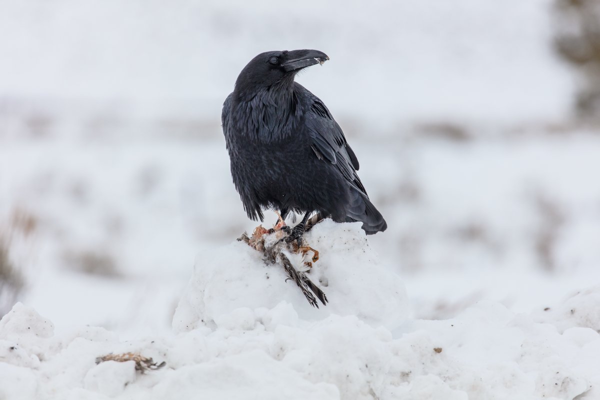 It’s a bird eat bird world out there. Many raptors are adept at catching other birds. But ravens will also make a meal of another bird if given the chance. Ravens have been observed working in pairs: one to distract a nesting bird and the second to swoop in and steal an egg!