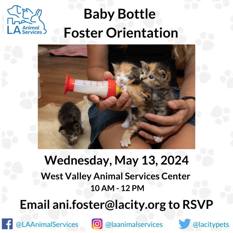 LACityPets's tweet photo. If you are interested in becoming a bottle baby foster, please email ani.foster@lacity.org to RSVP with the subject line EAST VALLEY Bottle Baby Foster Orientation. #lacitypets #HumaneLA #kittenseason #kitten #cats #kittensofLA #catsofLA #losangeles https://t.co/bMW40pzWpd