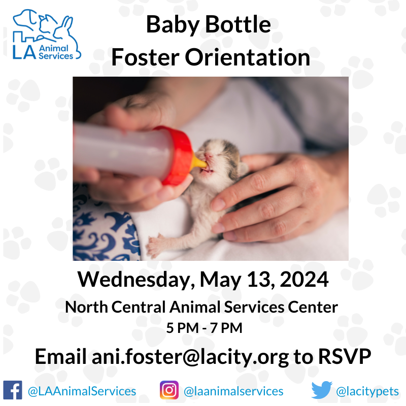 LACityPets's tweet photo. If you are interested in becoming a bottle baby foster, please email ani.foster@lacity.org to RSVP with the subject line EAST VALLEY Bottle Baby Foster Orientation. #lacitypets #HumaneLA #kittenseason #kitten #cats #kittensofLA #catsofLA #losangeles https://t.co/bMW40pzWpd