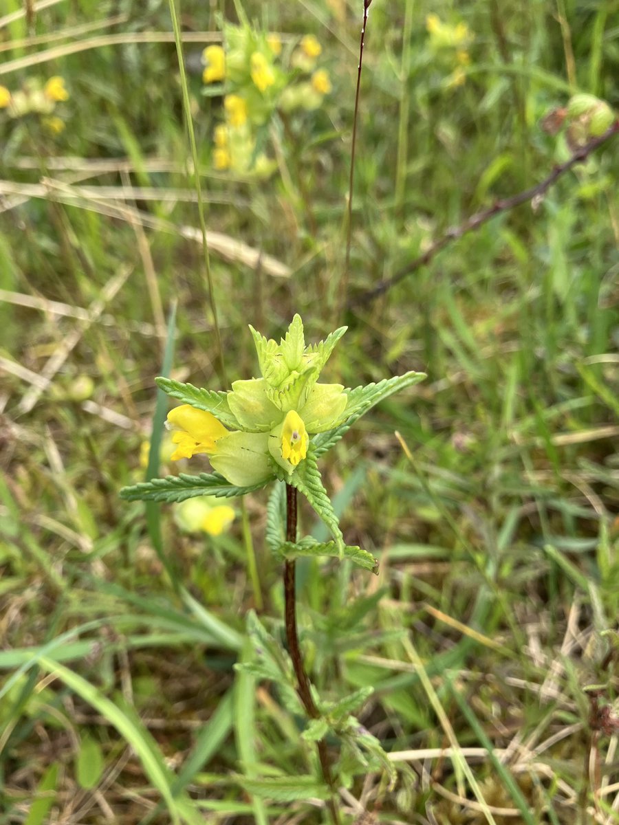Aren’t plants amazing! 🤩 Yellow rattle is semi parasitic by absorbing water & nutrients from the roots of grasses it decreases grass vigour by up to 60%! 

Perfect for a wildflower meadow! 💛💚🌼

#NoMowMay #wildflowerhour #meadows