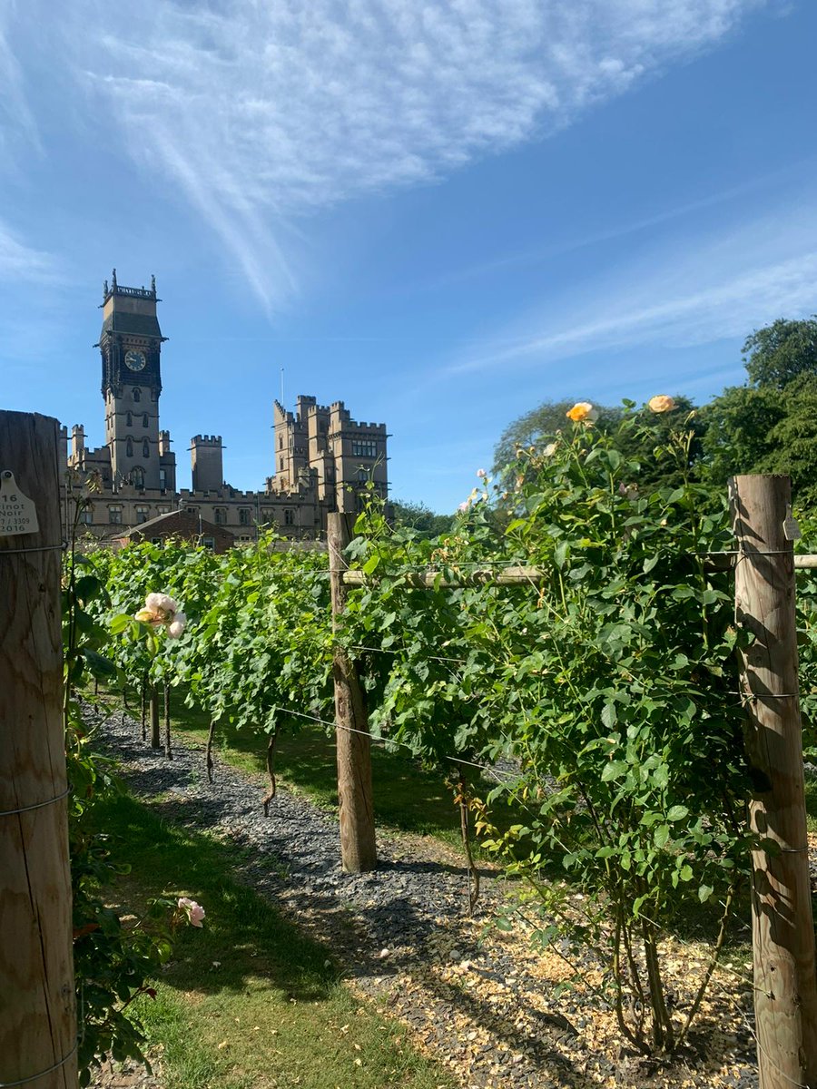 The Walled Garden Vineyard at Carlton Towers 🍇 Vineyard Tour 📅 Sunday 30th June, Sunday 28th July & Sunday 29th September Vineyard Afternoon Tea 📅 Sunday 7th July & Sunday 4th August 🎟️ loom.ly/LK3mpJM 🎟️ #carltontowers #vineyard #afternoontea #whatson