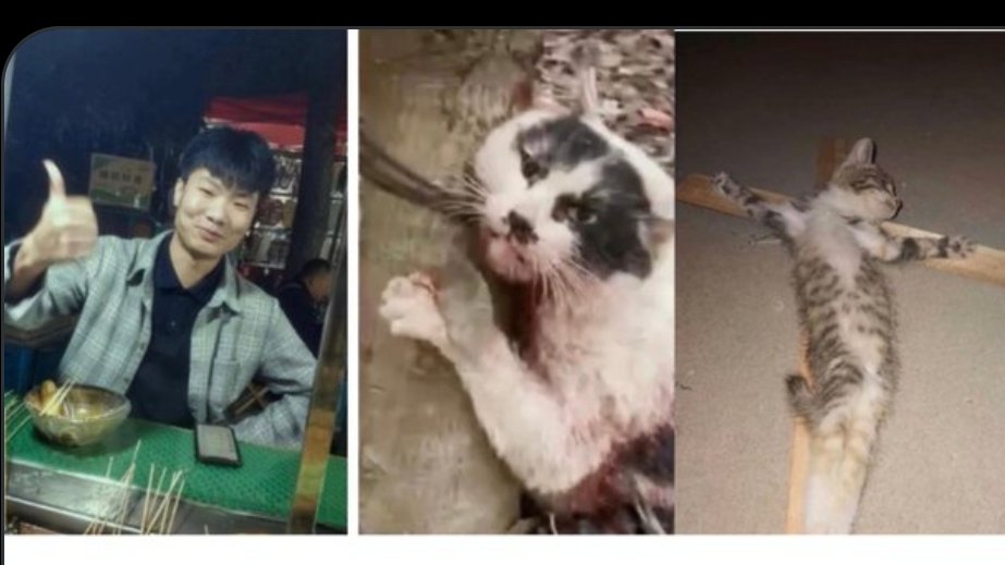 PhaedraXTeddy's tweet photo. Do you know whatever happened to anymore potential victims
@oneunderscore__?
Or was #cowcat just a #OneTimeThing that was #ElonsFault? Thank you for bringing light to this serious matter  @oneunderscore__  

 I'm sure you did not post about viral cat in blender in #China🇨🇳 a year ago just to criticize management of x by #ElonMusk. Surely you care deeply about the plight of #Chinese animals still suffering for viewing pleasure on regular 🇨🇳#Chinese internet and intentionally exported from #China with full Cooperation from #XiJinPing and #Chinese government. #China🇨🇳 has not one law against #AnimalCruelty! People who fight #AnimalCruelty in #China🇨🇳 have even been persecuted by government. There are online and real life #AnimalAbuse CLUBS in #China. 
Twitter can not take ALL the blame for hurt feelings of people who rightfully did not want to see  JackLatio's torture video of #Cowcat here, #China🇨🇳 is also responsible for not having one law against #AnimalCruelty!