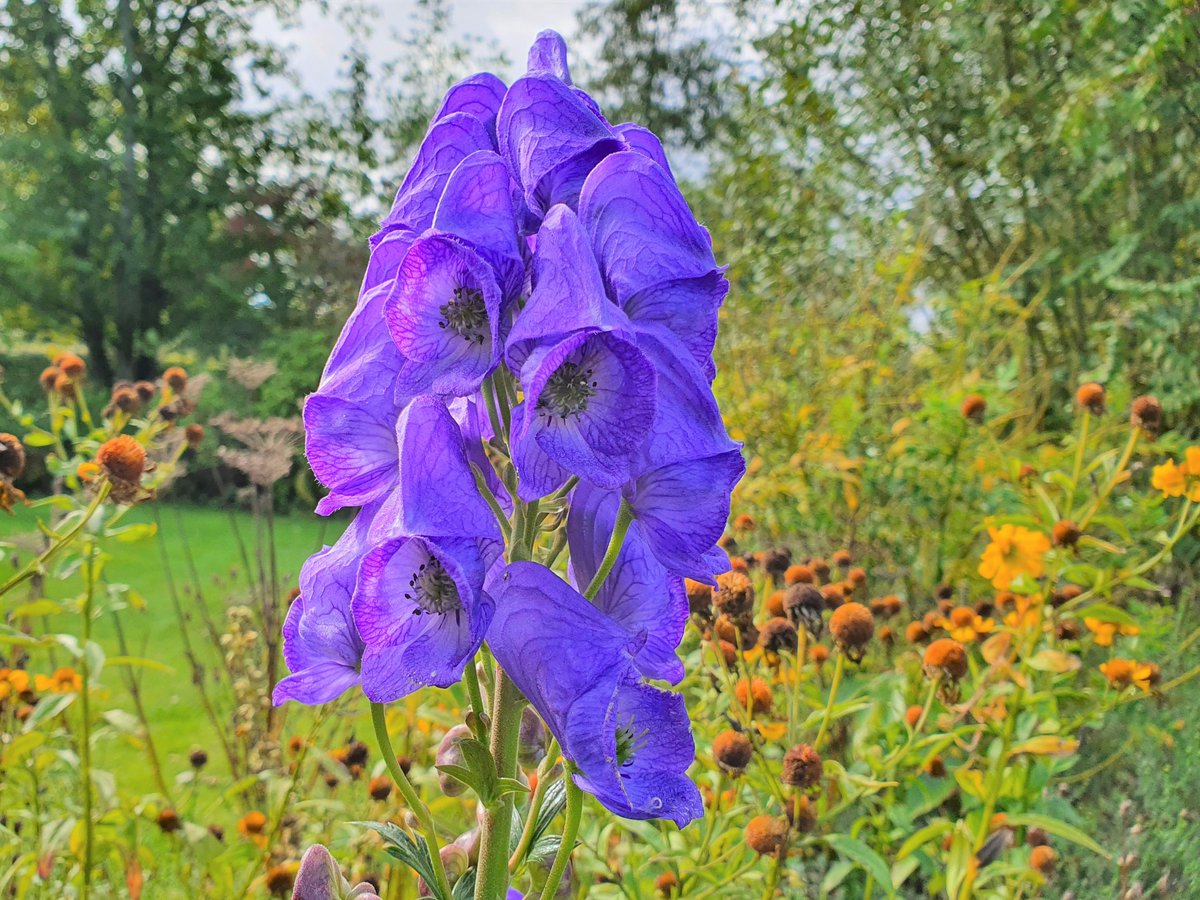 🐺💜 In #folklore (& beyond) #wolfsbane was used on arrows to kill #wolves & by #witches to make flying ointment 💜🧙‍♀️🧹aka monkshood & #blue rocket, it belongs to the family Ranunculaceae 🌿Happy #FairyTaleTuesday #TuesdayBlue (with rather more #Purple ) to all #Flowers folk 🪻