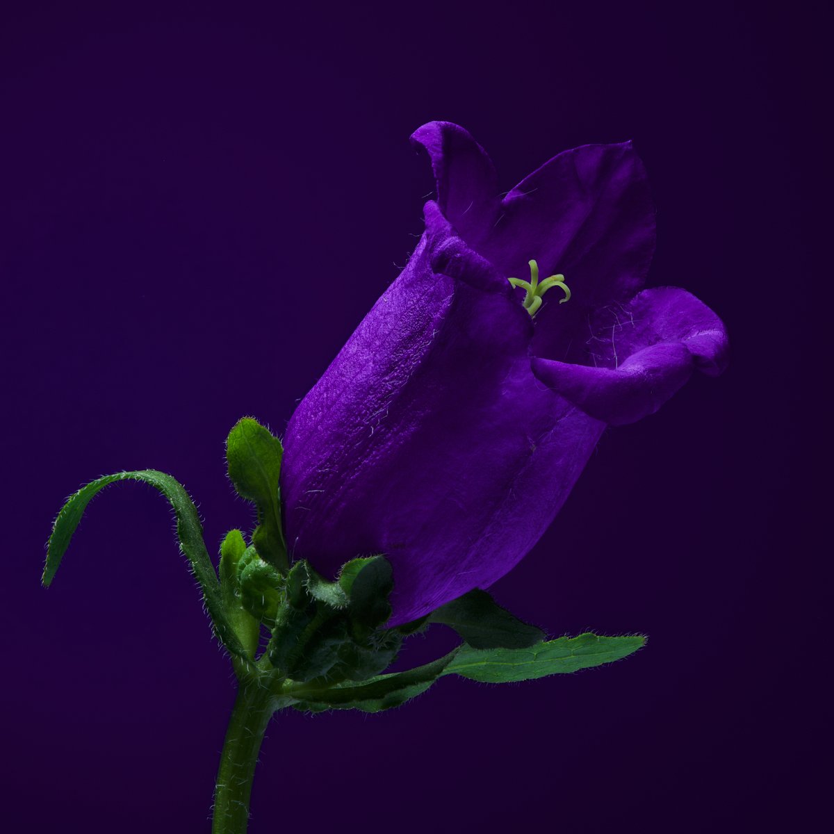 Flower photo of the day. Campanula.

#macro_globe #bloemenfotografie #raw_macro #macro_world #flowersandmacro #macroexperience #macroandflora #macroviewpoint  #raw_flowers #snap_flowers