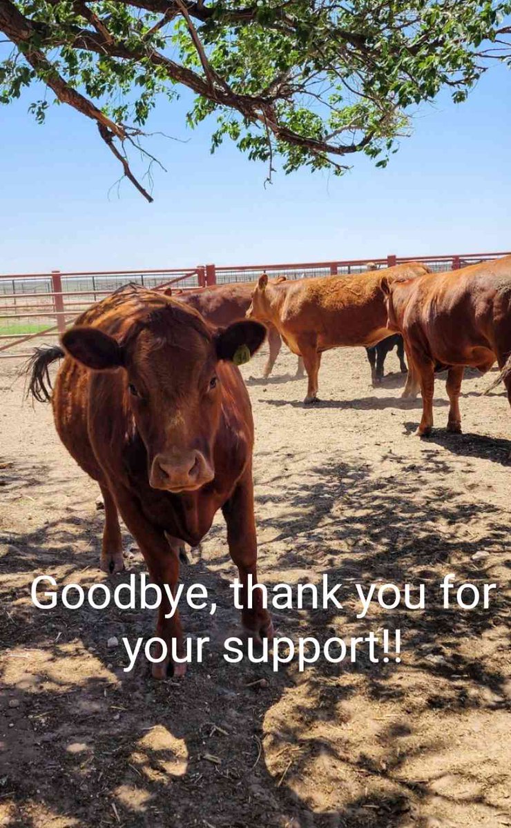 Due to little to no rain this year, combined with the rising cost of feed, we will no longer be selling meat or cattle. Thank you all for your support. Maybe we'll see you down the road someday. 
#prayforrain #Texas #goodbye #ranchlife #cotterkeyfarms