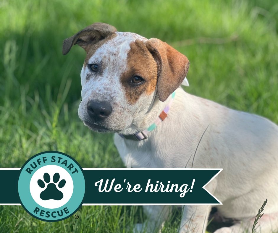 Are you seeking a career with purpose and impact? Join our team at Ruff Start Rescue and play a vital role in saving the lives of animals in need every day! 🐾 Volunteer and Education Manager 🐾 Part-time/ Relief Veterinarian DVM ruffstartrescue.org/get-involved/c…