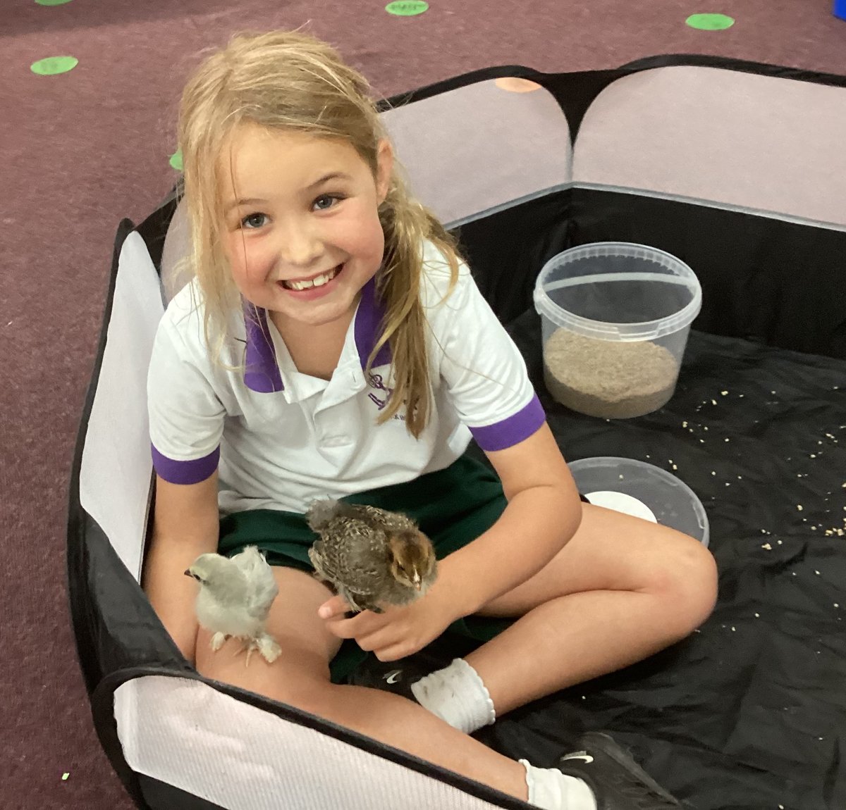 The chicks had their first visit to starlight today and enjoyed being held and cared for by our Y1 and Y2 pupils @YH_PrePrep @YorkHouseSch 🐥🐥#smallholding #chicks