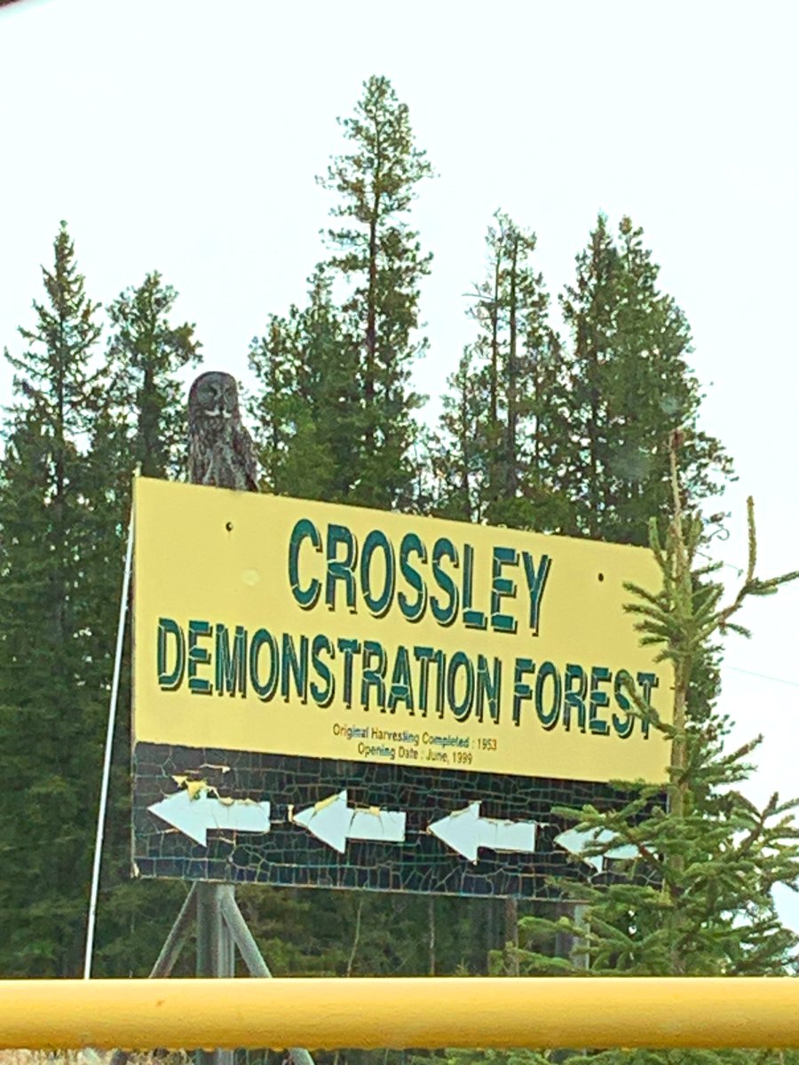 Now this is what you call a wonderful welcome - Look hoo was waiting for us at the Des Crossley Demonstration Forest yesterday! 🦉👀

The world's largest species of owl by length, the Great Grey Owl! 🤩