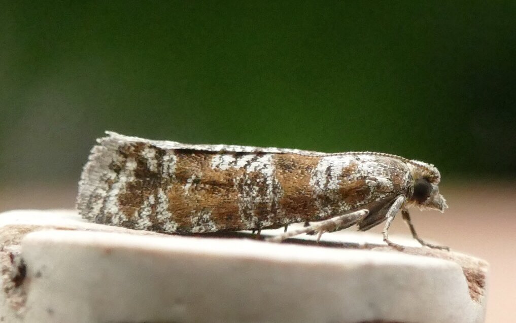 Good mothing on Sunday evening at a local site and the first time this year I’ve had >50 species. Highlights included Bordered White, Birch Mocha, a huge & pristine Puss Moth & Rhyacionia pinivorana. Also Grey Birch, Square Spot, Seraphim & Alder Kitten