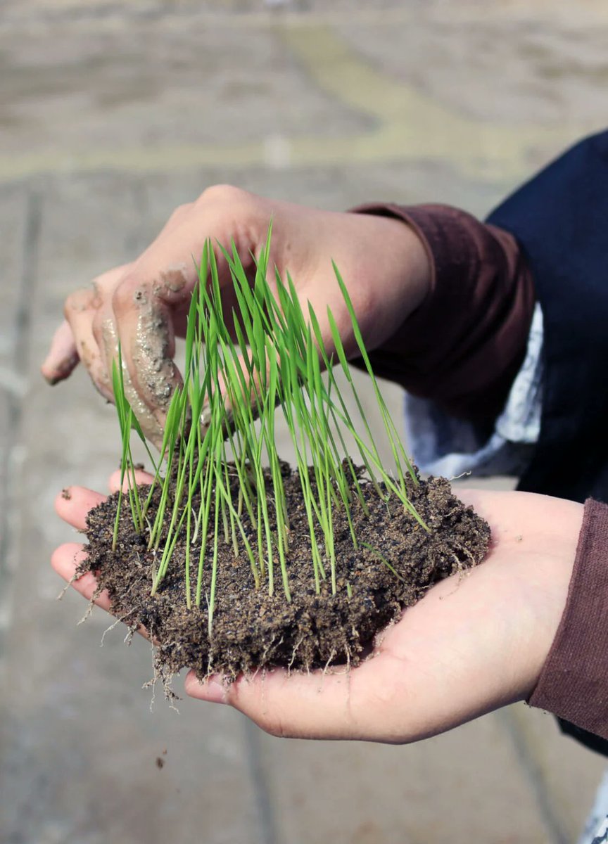 🌱 Congrats to SeaSRI for promoting sustainable farming practices like #SRI across #SoutheastAsia! Eager to join forces for sustainable rice agriculture! seasri.org sri-2030.org  🎉 #SustainableFarming #FarmersEmpowerment
