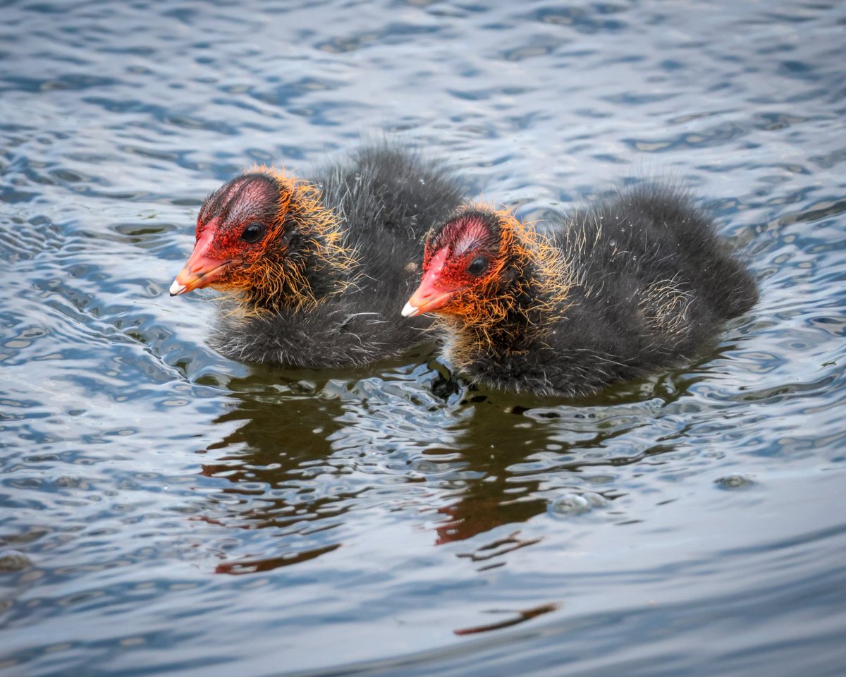 Baby coots for #TwosDay 🥰