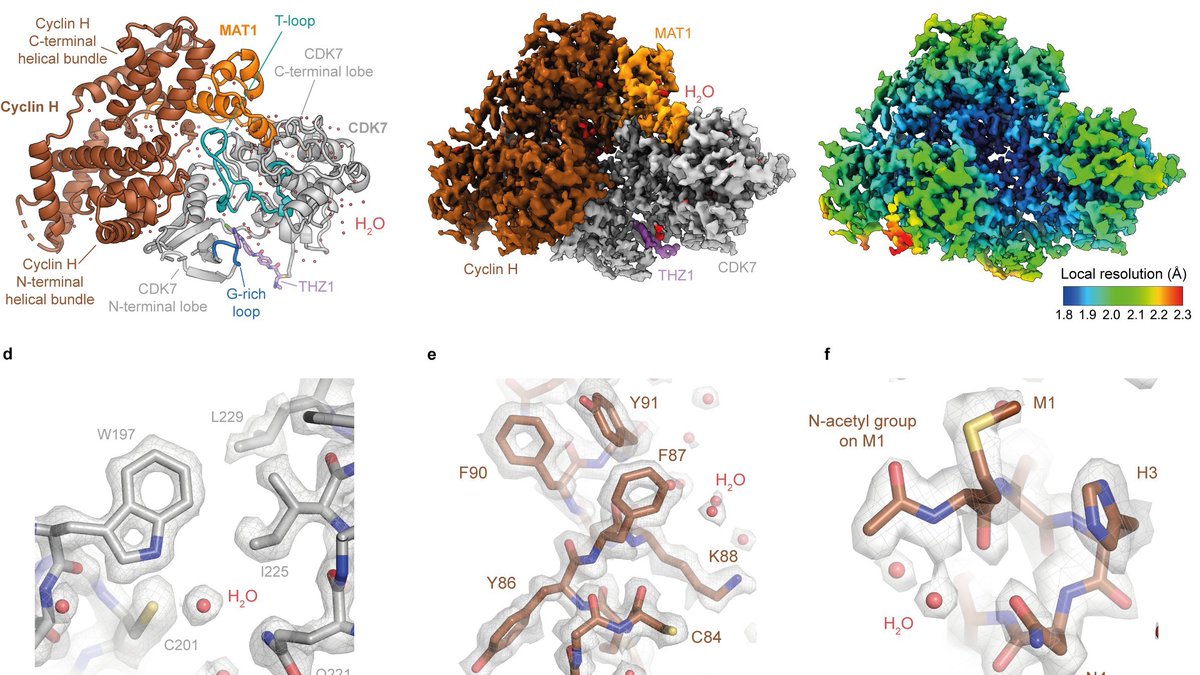 The first of several #cryoEM movie datasets collected for our high-resolution CAK paper has been released at @EMDB_EMPIAR: ebi.ac.uk/empiar/EMPIAR-… This dataset features CAK with a nucleotide analogue. Datasets with bound inhibitors and for microscope comparisons are coming soon.