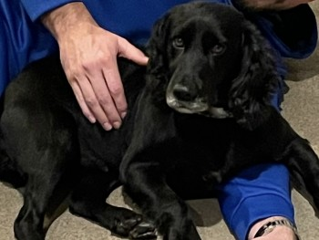 SIRIUS IS HOME. THANKS FOR RT's 😊🐾🐕 Believe she was stolen as she has been really badly shaved & was found tied to a tree😢 🆘12 MAY 2024 #Lost SIRIUS #ScanMe OLDER Black/Grey mouth Cocker Spaniel Female West End Road #Mortimer #Reading #Berkshire #RG7 doglost.co.uk/dog-blog.php?d…