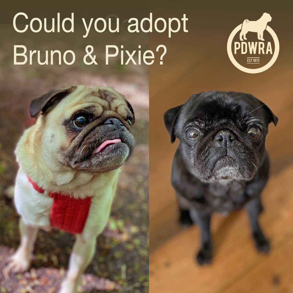 Bruno & Pixie are 7-year-old siblings who’ve come to us following changes to their home circumstances. Both are neutered and fully housetrained and they’re a bonded pair. To find out more click here - 
ecs.page.link/br1zP #pdwra #pugcharity #foreverhome #pugadoption #pug