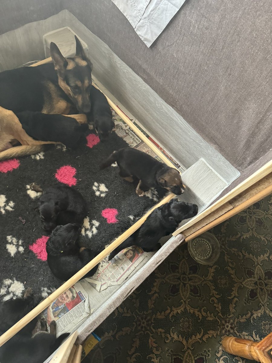 jxreaubae's tweet photo. home alone with my puppies!!! #imscreaming https://t.co/abT7oI5NJX