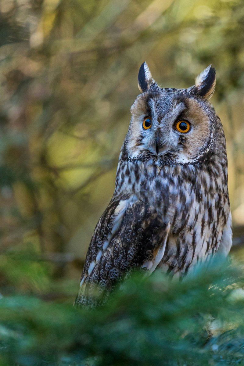 This is a Long-eared owl perched on a branch. These owls are found in North America and are known for their excellent eyesight and hearing, which helps them hunt small animals at night. #nature #BirdsOfPrey #NaturePhotography 🦉🌳