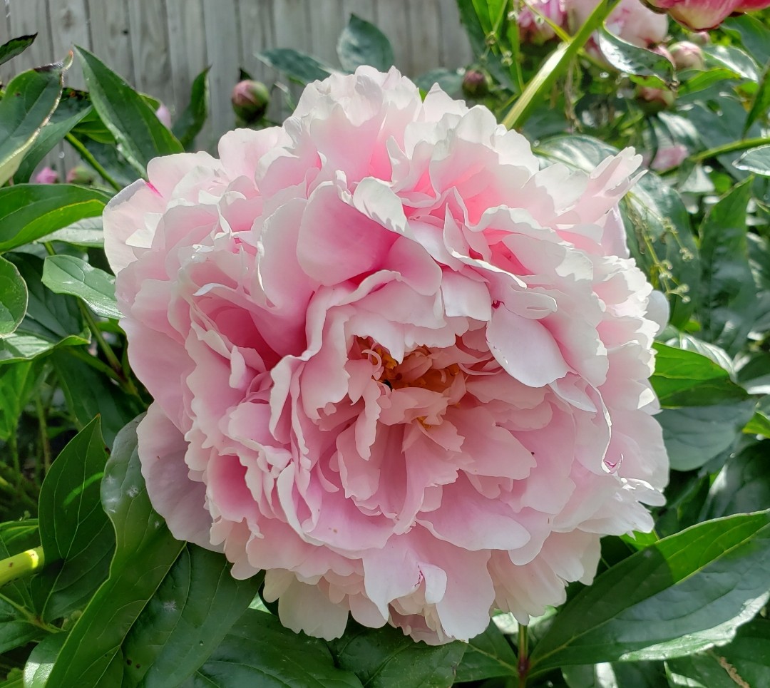 Peonies in my garden