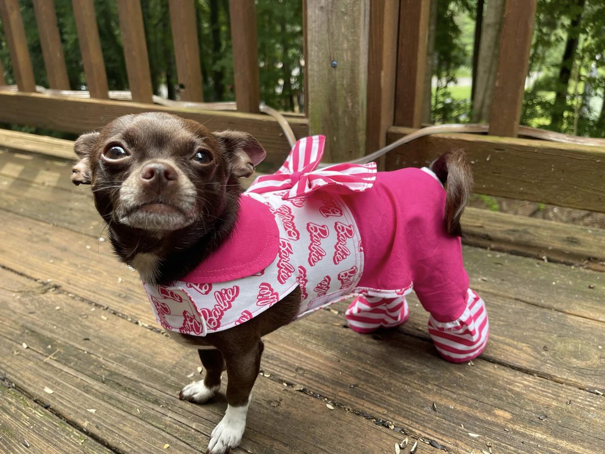 Come on Barbie, let’s go Barbie! 🎀 Countess Tia is competing in Running of the Chihuahuas presented by @pacificobeer and hosted by @TommyMcFLY this Sunday, May 19. Tia’s favorite activity is snuggling with her mom. 🐕 Info: wharfdc.com/chihuahuas/