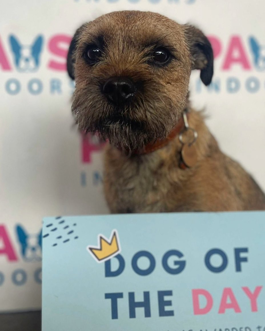 Sammy would like to show you the certificate he got for ‘Dog Of The Day’ at doggy day care today
So proud 😊