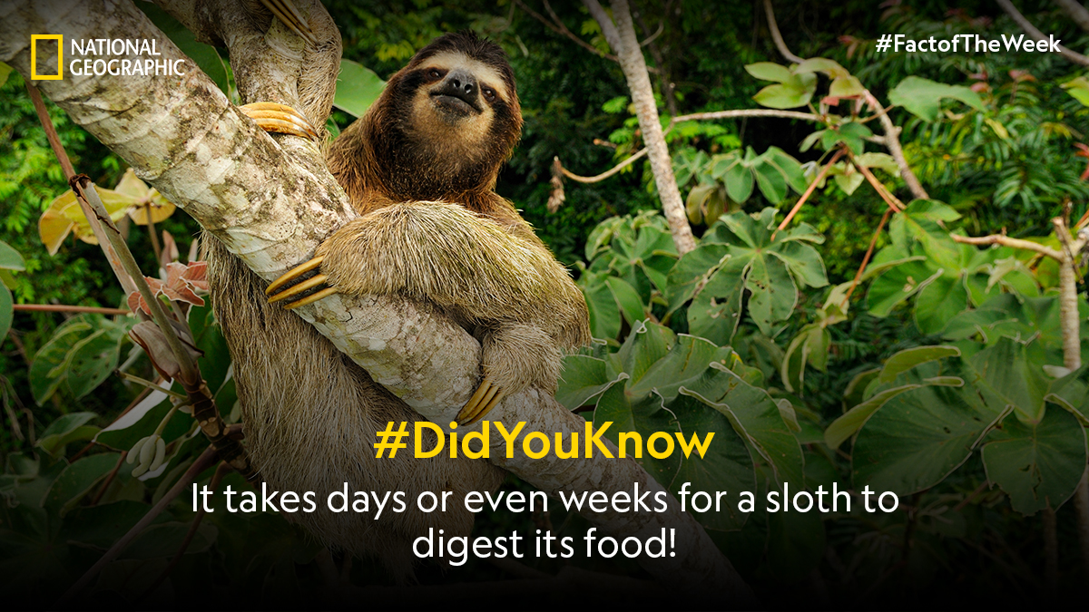 A sloth's digestion matches their leisurely pace - it’s slow-moving, just like the rest of a sloth's lifestyle. #FactoftheWeek #NatGeoIndia