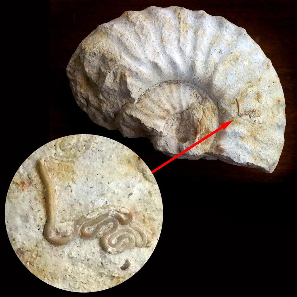 @photoz_suez @xobreex3 Here's an interesting rock we found in Texas, a fossilized Ammonite with a fossilized worm embedded in it.