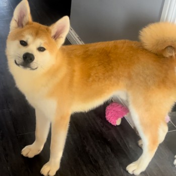 millypod1's tweet image. ZEKE HOME SAFE. THANKS FOR RT's 😊🐾🐕

🆘12 MAY 2024 #Lost ZEKE  
YOUNG Red &amp;amp; White Japenese Akita Unu Male 
Still has lead and collar attached Nervous dog. 
Russet Drive #RedLodge #Suffolk #IP28 doglost.co.uk/dog-blog.php?d…