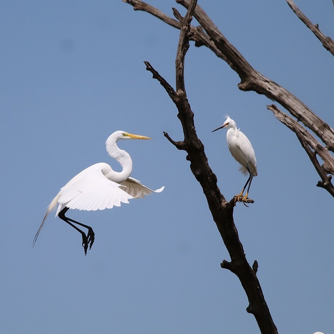 bfelps's tweet photo. Is this branch taken? https://t.co/D8q9VcTYHH