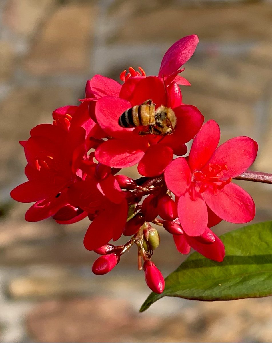 Drop your favourite red flower from your Gallery.🌹❤️