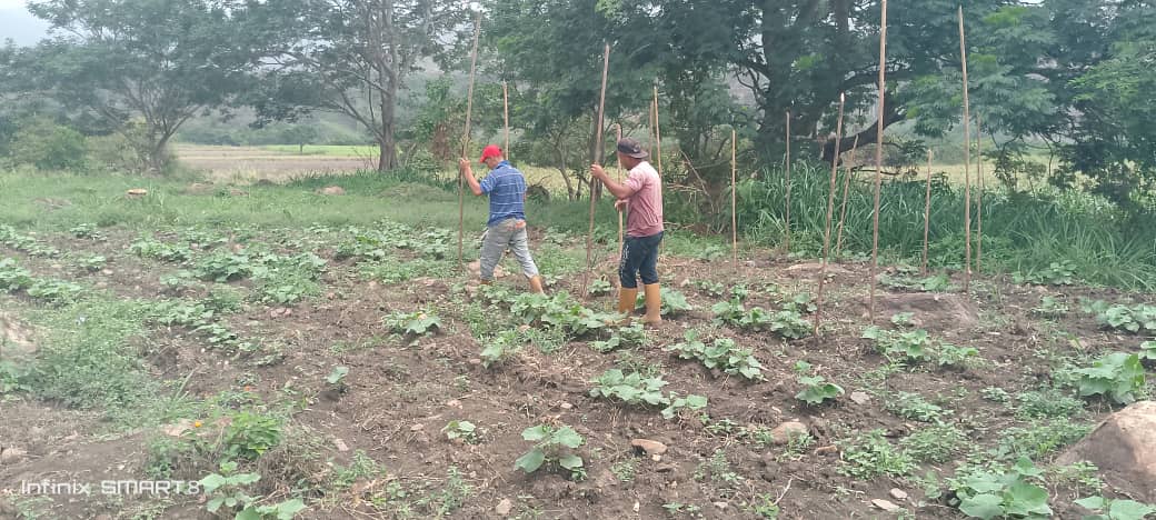 En Fundo Zamorano Carmelo Mendoza #HumocaroBajo #Morán, se realizó  práctica de empalado del cultivo de pepino, distanciado de palos que sostendrán parrilla de sosten de las plantas.
#ProducirEsVencer

#TúTambiénPuedesProducir