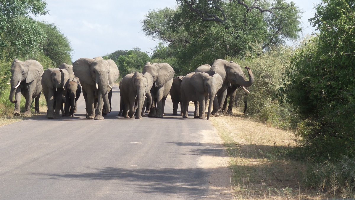 A3 #TRLT @SANParksKNP in 2015. I have several favorite pictures