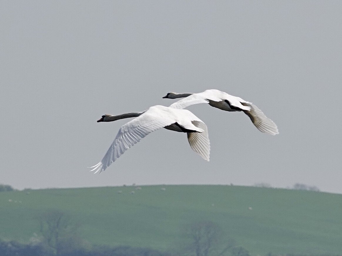 Two mute Swans for #TwosDay