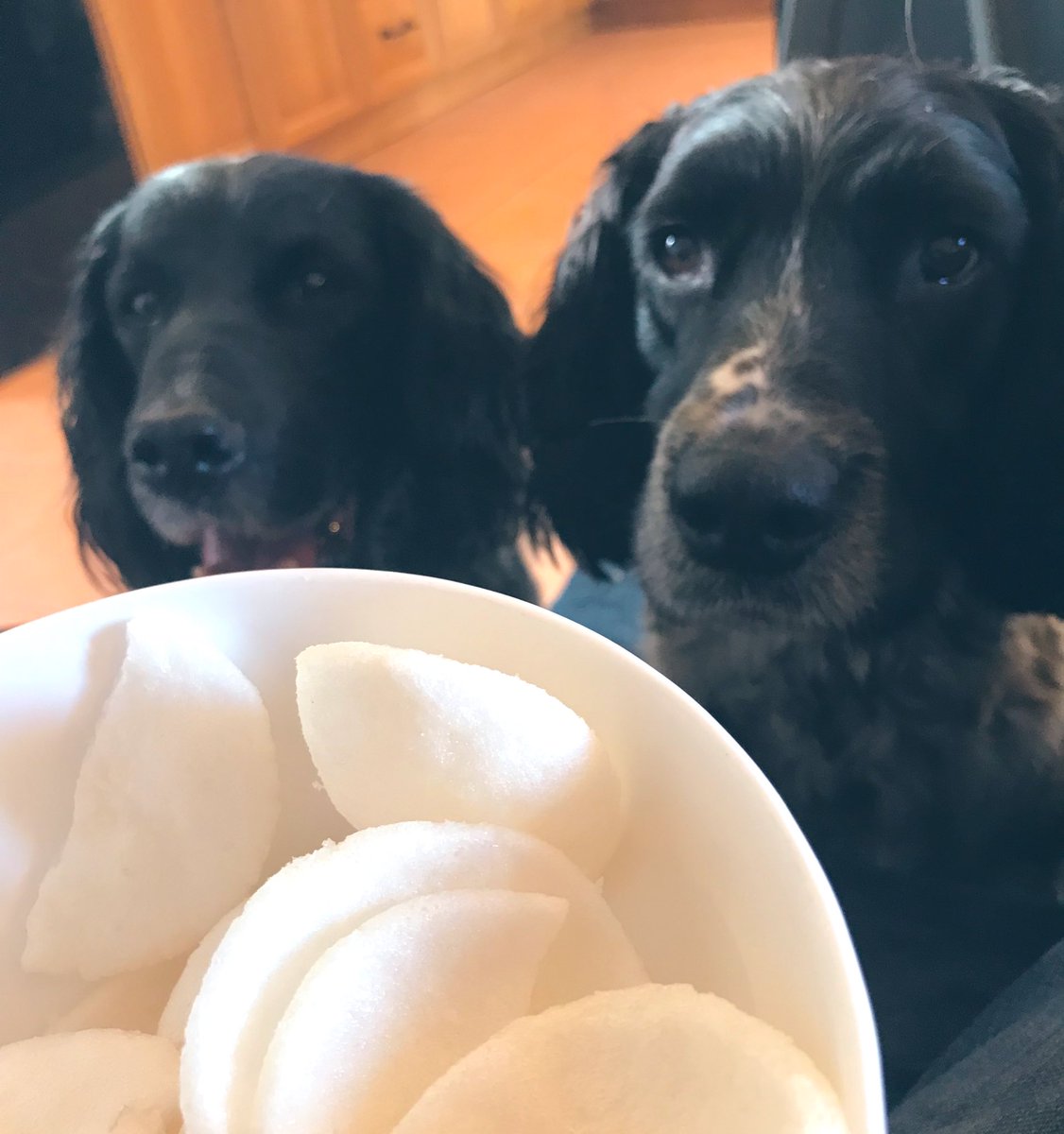Frens, HuDad has prawn crackers ! We know that we’d like to try them and help
him finish the bowl & save his waistline? 🤣👍#sharsies #publicservice #nortysquad #starvingspannas