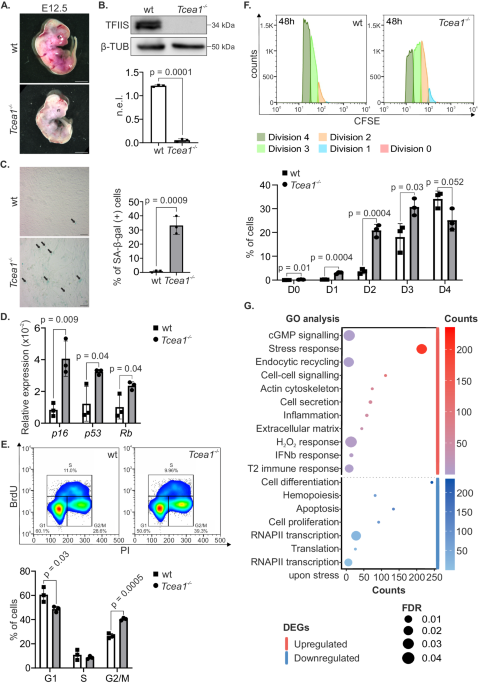 Transcription stress at telomeres leads to cytosolic DNA release and paracrine senescence dlvr.it/T6t4tl @NatureComms